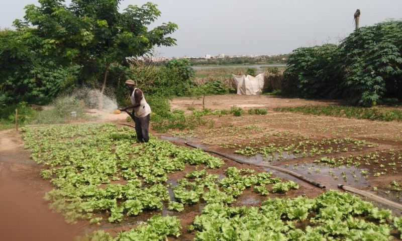 agriculture - Niayes