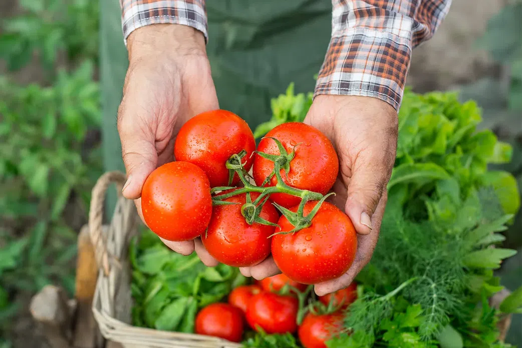 Ce pigment de la tomate pourrait prévenir le cancer !