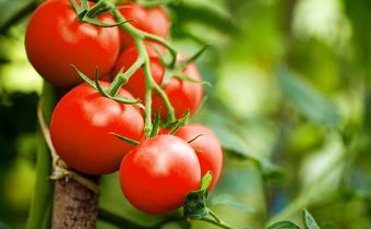 Tomaten_gross