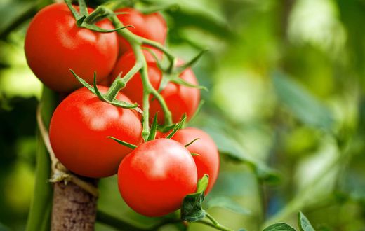 Tomaten_gross