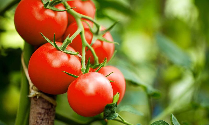 Tomaten_gross