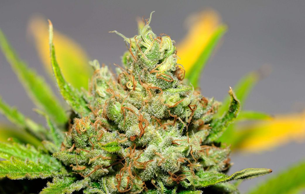 Trafic de drogue sur l'axe Dakar-Californie : le dealer est un Américain