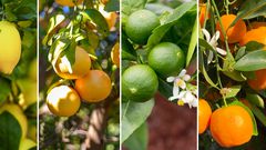 Consommer ce fruit chaque jour limiterait le risque de dépression