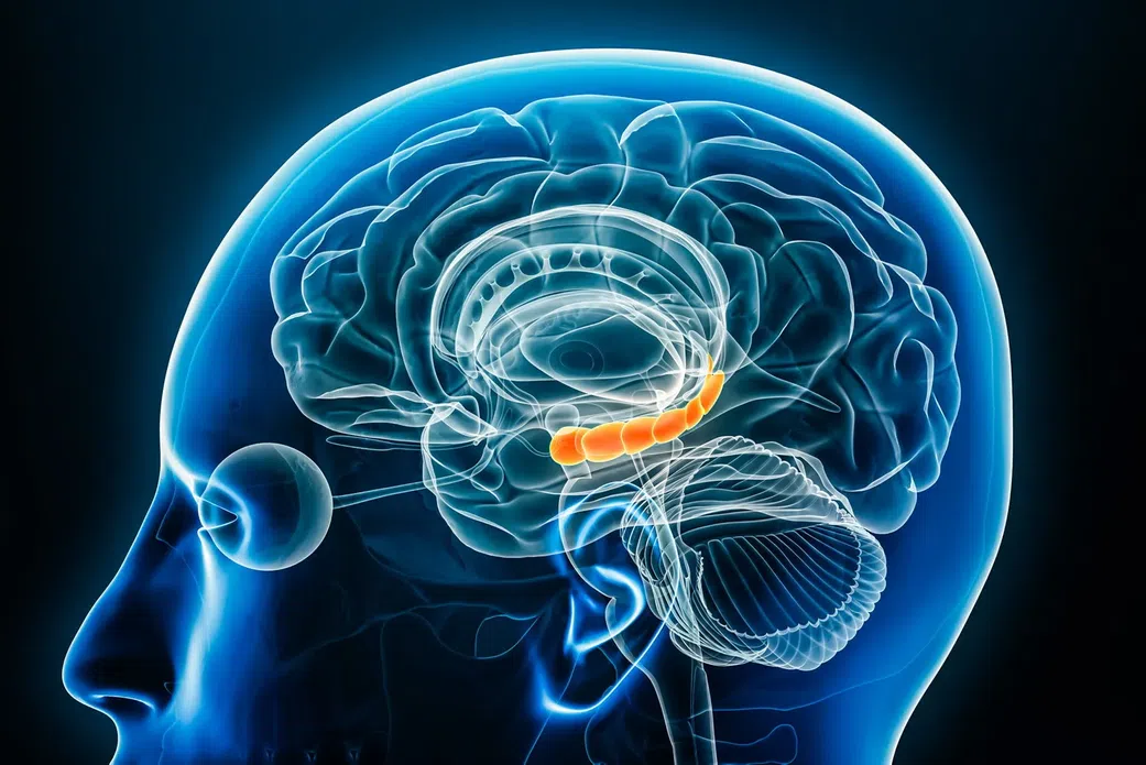 Le cerveau commence à se manger lui-même lorsque vous faites cet effort physique (Etude)