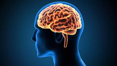 Le cerveau commence à se manger lui-même lorsque vous faites cet effort physique (Etude)