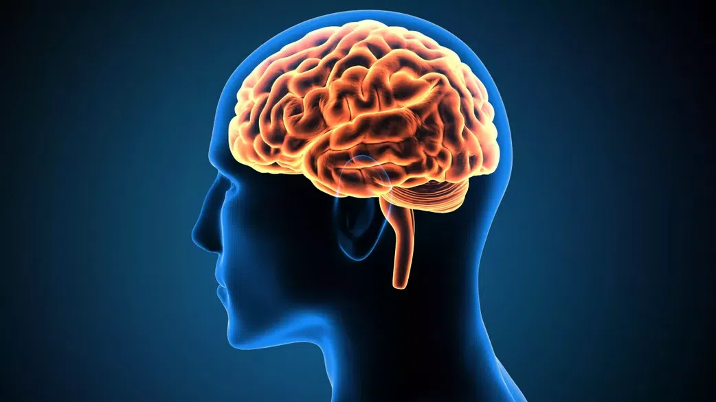 Le cerveau commence à se manger lui-même lorsque vous faites cet effort physique (Etude)