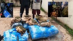 Thiès : un homme arrêté avec 4 kg de chanvre indien