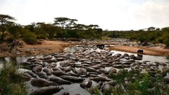 1200px-retina-hippo-pool-in-the-serengeti-13-28627083115jpg