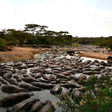1200px-retina-hippo-pool-in-the-serengeti-13-28627083115jpg