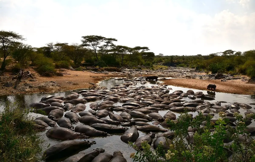 1200px-retina-hippo-pool-in-the-serengeti-13-28627083115jpg
