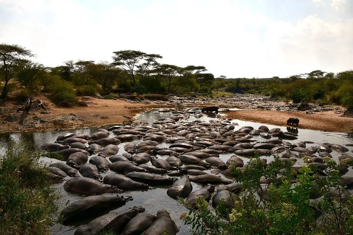 1200px-retina-hippo-pool-in-the-serengeti-13-28627083115jpg