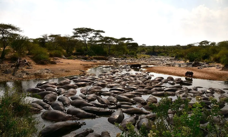 1200px-retina-hippo-pool-in-the-serengeti-13-28627083115jpg