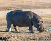 -hipoptamo-hippopotamus-amphibius-parque-nacional-de-chobe-botsuana