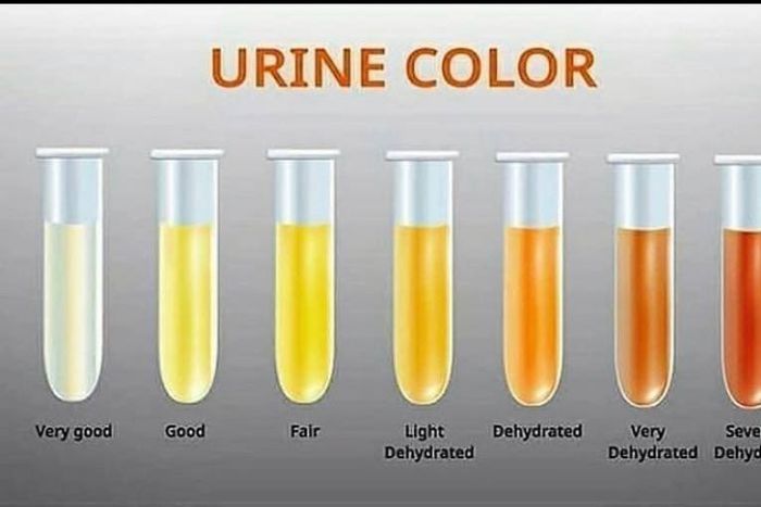 Why does your urine change colour? [Xcom]