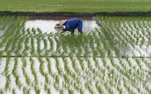 Crue-du-fleuve-Senegal-Plus-de-120-hectares-de-riz-engloutis-par-les-eaux-a-Ndouloumadji-Dembe-et-Woudourou
