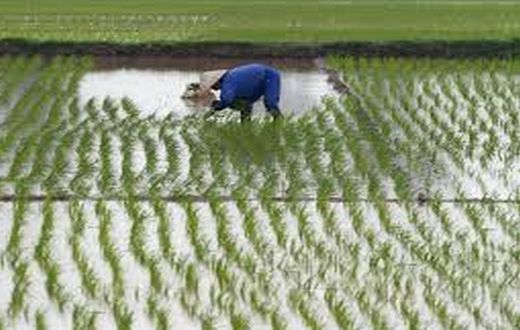 Crue-du-fleuve-Senegal-Plus-de-120-hectares-de-riz-engloutis-par-les-eaux-a-Ndouloumadji-Dembe-et-Woudourou