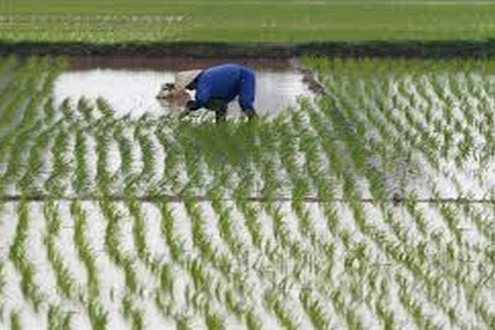 Crue-du-fleuve-Senegal-Plus-de-120-hectares-de-riz-engloutis-par-les-eaux-a-Ndouloumadji-Dembe-et-Woudourou