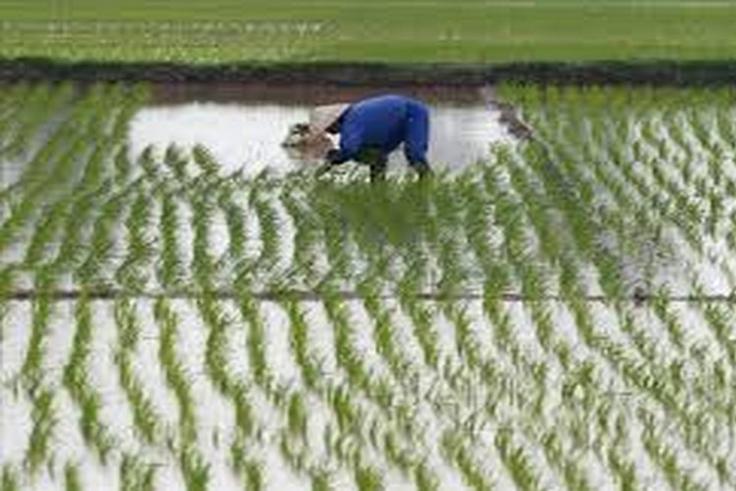 Crue-du-fleuve-Senegal-Plus-de-120-hectares-de-riz-engloutis-par-les-eaux-a-Ndouloumadji-Dembe-et-Woudourou
