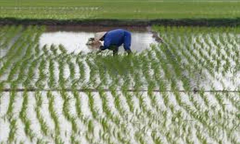 Crue-du-fleuve-Senegal-Plus-de-120-hectares-de-riz-engloutis-par-les-eaux-a-Ndouloumadji-Dembe-et-Woudourou