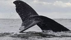 baleine