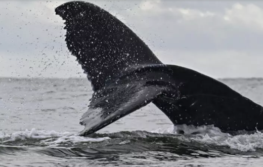 baleine