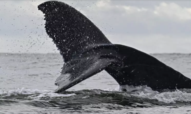 baleine