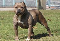 Pitbull (BurnabyNow)