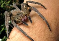 Phoneutria nigriventer est l'espèce d'araignée-banane la plus célèbre.