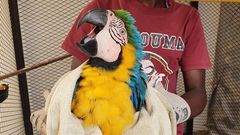 Trafiquants de perroquets