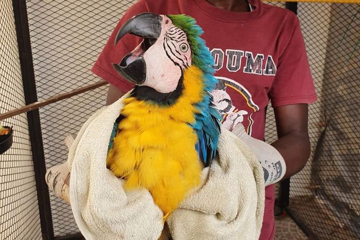 Trafiquants de perroquets