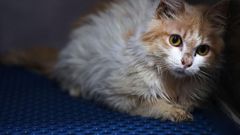 A domestic cat in quarantine at a veterinary clinic in Nicosia on June 20, 2023. A new strain of feline coronavirus, Feline infectious peritonitis (FIP) -- which is not transmittable to humans -- is wreaking havoc on the cat population of Cyprus, known...