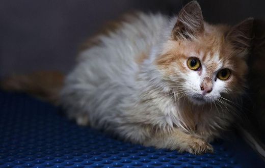 A domestic cat in quarantine at a veterinary clinic in Nicosia on June 20, 2023. A new strain of feline coronavirus, Feline infectious peritonitis (FIP) -- which is not transmittable to humans -- is wreaking havoc on the cat population of Cyprus, known...