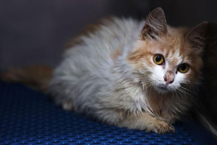 A domestic cat in quarantine at a veterinary clinic in Nicosia on June 20, 2023. A new strain of feline coronavirus, Feline infectious peritonitis (FIP) -- which is not transmittable to humans -- is wreaking havoc on the cat population of Cyprus, known...