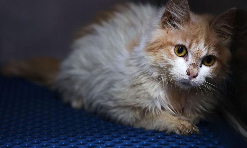 A domestic cat in quarantine at a veterinary clinic in Nicosia on June 20, 2023. A new strain of feline coronavirus, Feline infectious peritonitis (FIP) -- which is not transmittable to humans -- is wreaking havoc on the cat population of Cyprus, known...