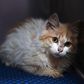 A domestic cat in quarantine at a veterinary clinic in Nicosia on June 20, 2023. A new strain of feline coronavirus, Feline infectious peritonitis (FIP) -- which is not transmittable to humans -- is wreaking havoc on the cat population of Cyprus, known...