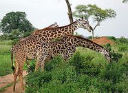 Les girafes masaï