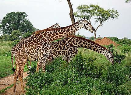 Les girafes masaï