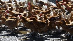 Comment-la-maison-mere-des-poulets-de-Loue-dejoue-l-inflation-et-seduit-la-Bourse-1529467