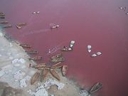 Le Lac Rose, un incontournable au Sénégal. Source: Photo Tourisme Dakar