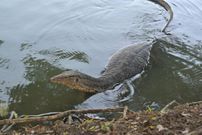 Un varan
