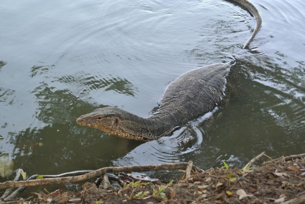 Un varan