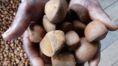 touloucouna fruit