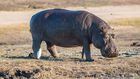 hippopotames