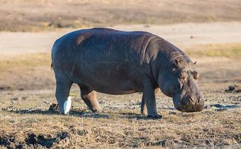hippopotames