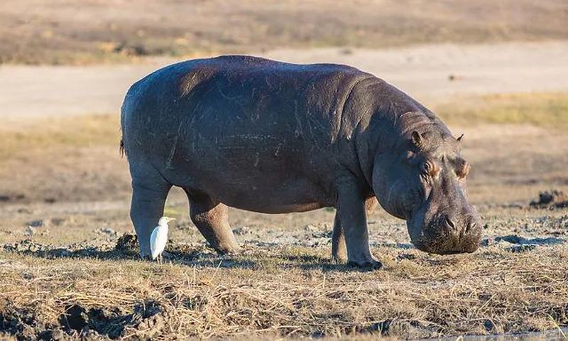hippopotames