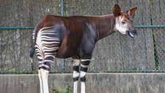 Okapi
