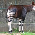 Okapi