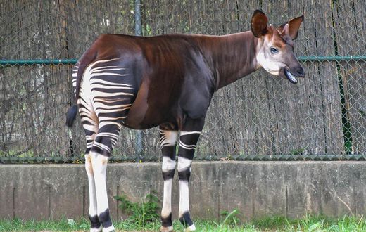 Okapi