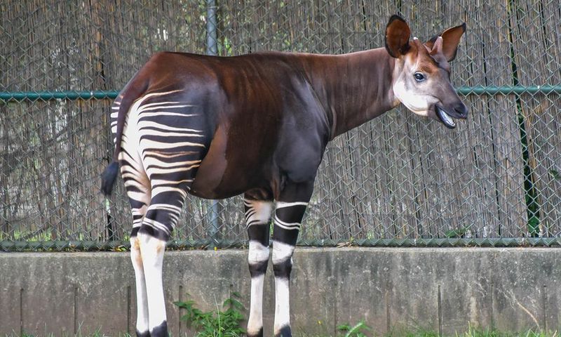 Okapi