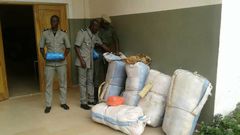 860 Kg de chanvre indien saisis par la Douane